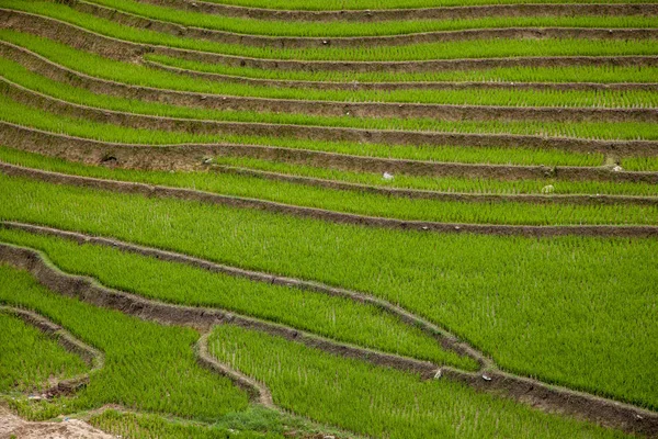 Sapa köyü yakınlarındaki dağlarda pirinç tarlaları, Kuzey Vietna — Stok fotoğraf