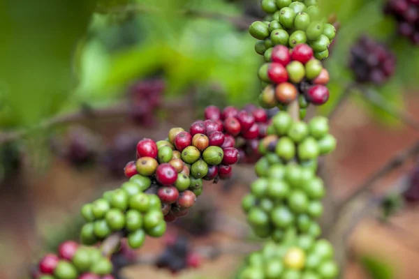 Dalat, Provincia de Lamdong, plantaciones de café del vietn central —  Fotos de Stock