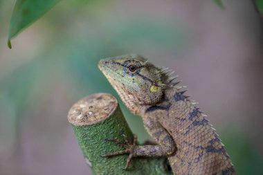 Yeşil Iguana (Iguana Iguana) natu bir ağaç dalı üzerinde oturan