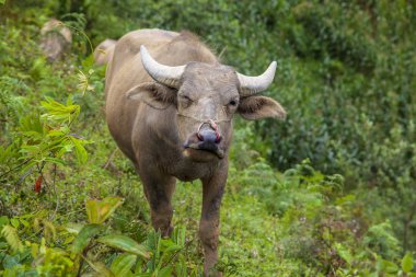 Vietnam boğası bir tarlada, kırsal kesimde çimenlerde