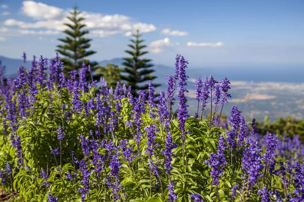 Campo de lavanda en el fondo de hermosas montañas — Foto de Stock