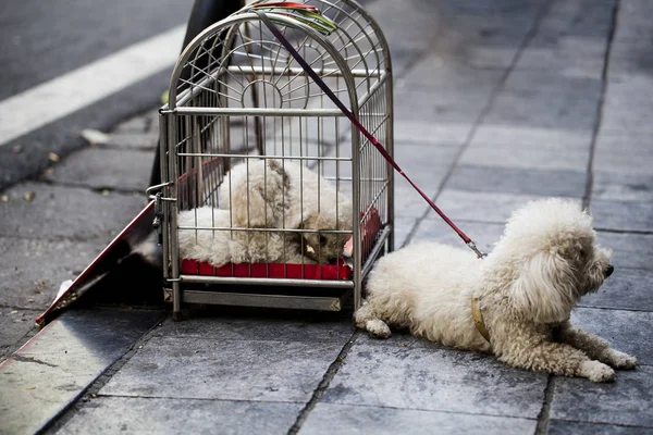 Hundeheim, weißer Pudel sitzt draußen im Käfig — Stockfoto
