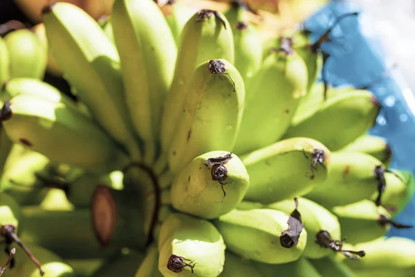 Groene trossen bananen. In de markt — Stockfoto