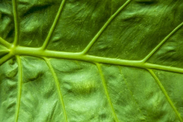 The structure of a large green leaf Alocasia is large-rooted, or — Stock Photo, Image