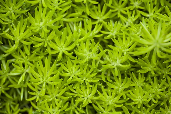Flower Portulaca oleracea o muschio verde nella foresta . — Foto Stock