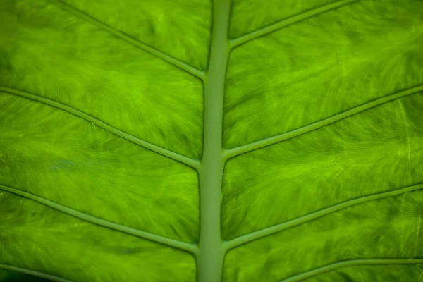 Структура большого зеленого листа Alocasia имеет большие корни, или — стоковое фото