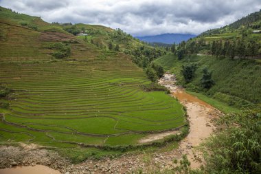 Sapa köyü yakınlarındaki dağlarda pirinç tarlaları, Kuzey Vietna