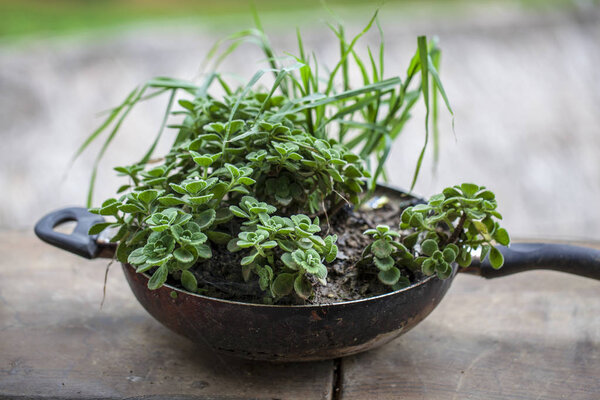 Design element, ornamental plants in an old griddle