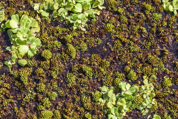 Beautiful background of marsh grass surface, top view