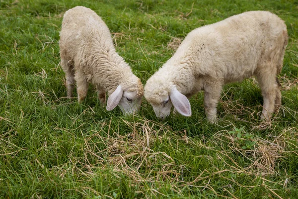 Cabras brancas (jovens) estão andando em um prado brilhante — Fotografia de Stock