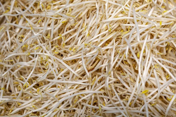 Brotos de cereais, sementes de erva de trigo, close-up — Fotografia de Stock