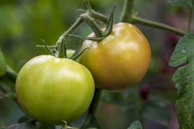 tarım, bir dal üzerinde iki yeşil domates