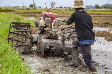 Vietnamlı traktör sürücüsü pirinç tarlasında