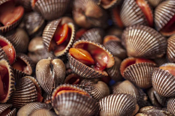 Fresh raw sea cockles clams at seafood market — Stock Photo, Image