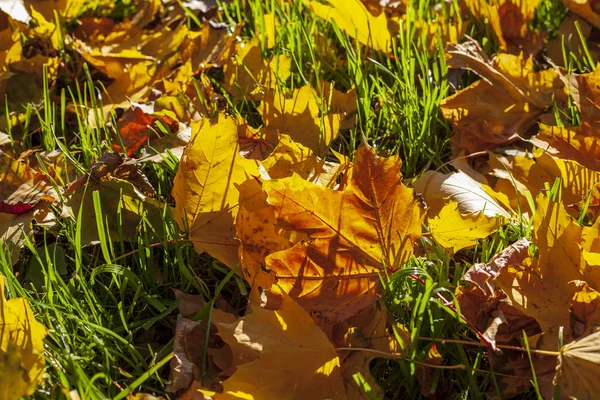 黄金の秋、美しい秋の風景、黄色の葉 — ストック写真