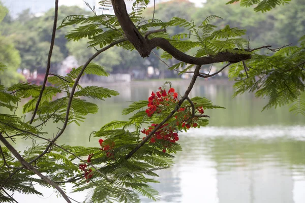 Vietnam. Hoan Kiem lago o Ho Guom, lago de la espada, el centro de Ha — Foto de Stock
