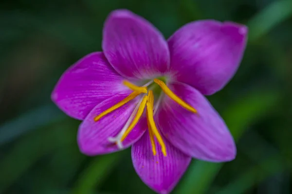 克莱马提斯 总统盛开的乳花蓝紫色花. — 图库照片