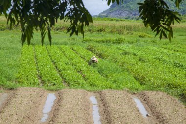 Sapa köyü yakınlarındaki dağlarda pirinç tarlaları, Kuzey Vietna