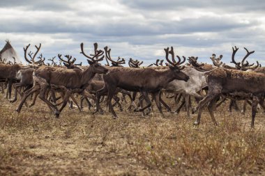 Aşırı kuzey, Yamal, geyik eti hazırlanması, kaldırmak t