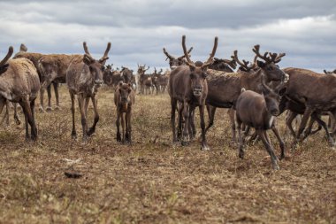 Aşırı kuzey, Yamal, geyik eti hazırlanması, kaldırmak t