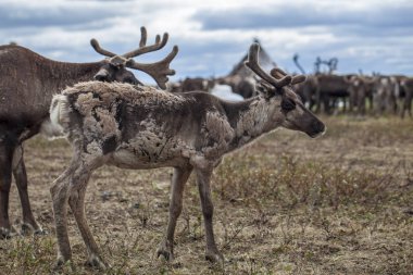 Yamal, Tundra'da dizginler, Nenets çayırı