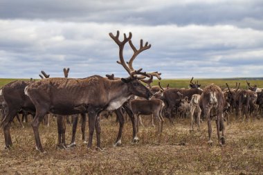 Yamal, Tundra'da dizginler, Nenets çayırı