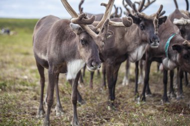 Aşırı kuzey, Yamal, Tundra dizginleri , Geyik koşum wi