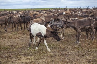 Yamal, Tundra'da dizginler, Nenets çayırı