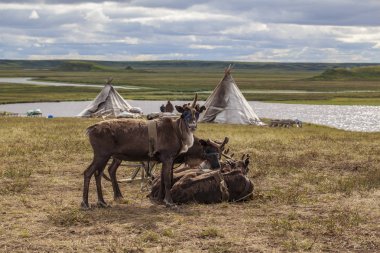 Yamal, Tundra'da dizginler, Nenets çayırı