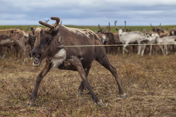 L'extrême nord, Yamal, la préparation de la viande de cerf, enlever t — Photo