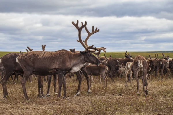 Yamal, rendieren in toendra, weide van Nenets — Stockfoto