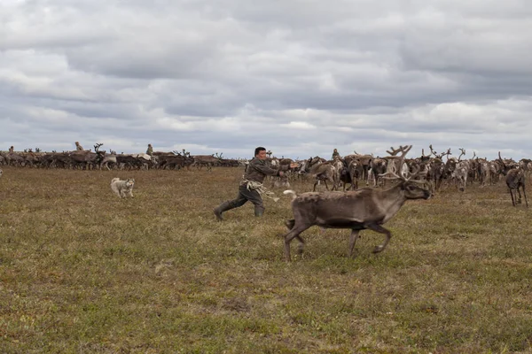 O extremo norte, Yamal, a preparação de carne de veado, remover t — Fotografia de Stock
