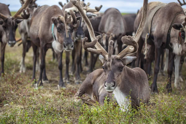 На Крайнем Севере, на Ямале, готовят оленину — стоковое фото