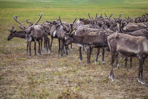 Yamal, rénszarvasok a Tundra, nyel legelő — Stock Fotó