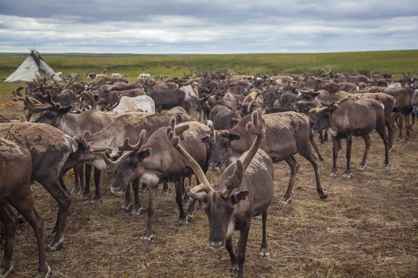 Ямал, северные олени в тундре, пастбища Ненеца — стоковое фото