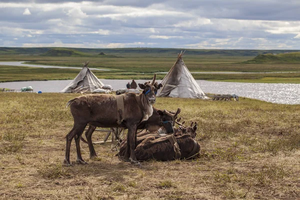 Yamal, rénszarvasok a Tundra, nyel legelő — Stock Fotó