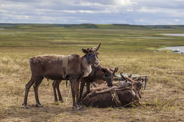 Yamal, rennes dans la toundra, pâturage de Nenets — Photo