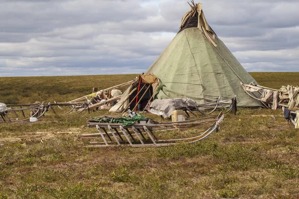 Ямал, рейндемерс в тундри, пасовищі Ненецький — стокове фото