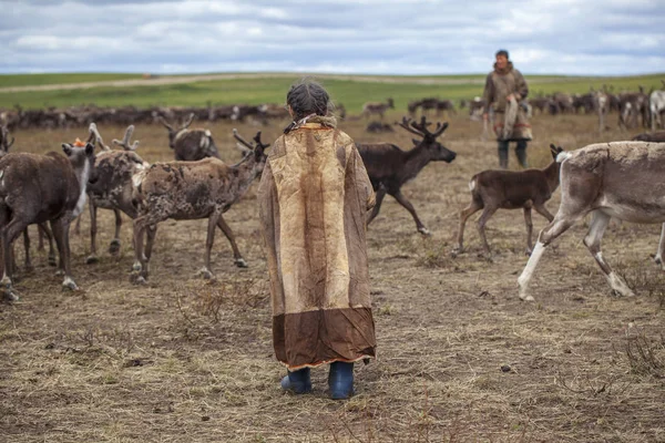 L'extrême nord, Yamal, la préparation de la viande de cerf, enlever t — Photo