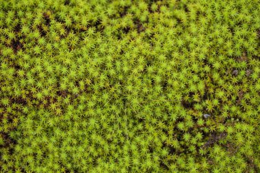 turba yosunu (Sphagnum palustre), makro