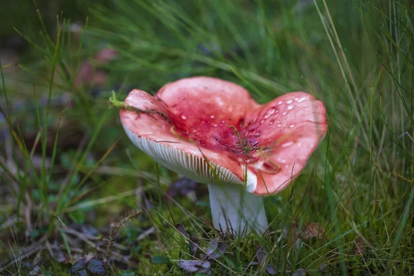 Red Milk mushroom. Edible mushrooms with excellent taste. Bio fo — Stock Photo, Image