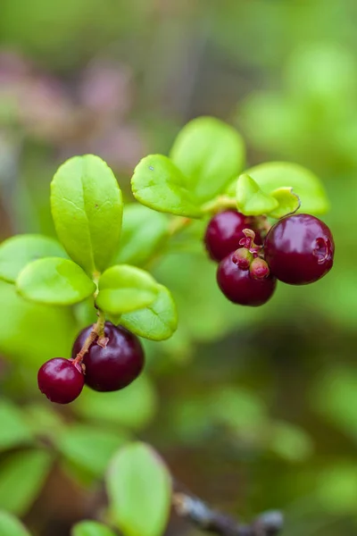Noordelijke BES, cranberry, foxberry (lingonberry), macro. — Stockfoto