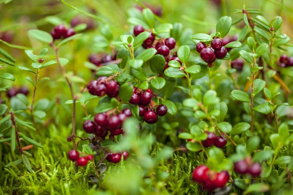 Kuzey dut, Kızılcık, tilki (Lingonberry