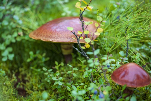 Tundra, malá houba na pozadí mechu, olejovitá Bobo — Stock fotografie