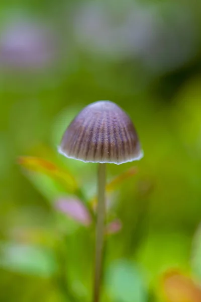 Small toadstool mushrooms, macro — Stock Photo, Image