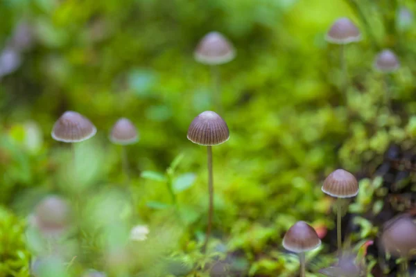 Drobné muchomůrku houby, makro — Stock fotografie