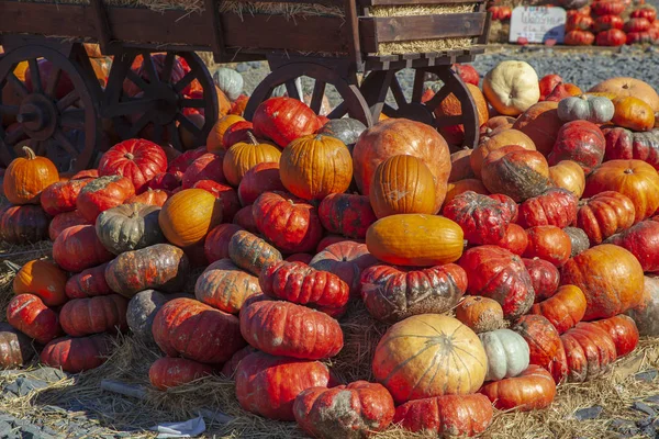 Une nature morte d'automne rustique avec des citrouilles, grande pompe différente — Photo