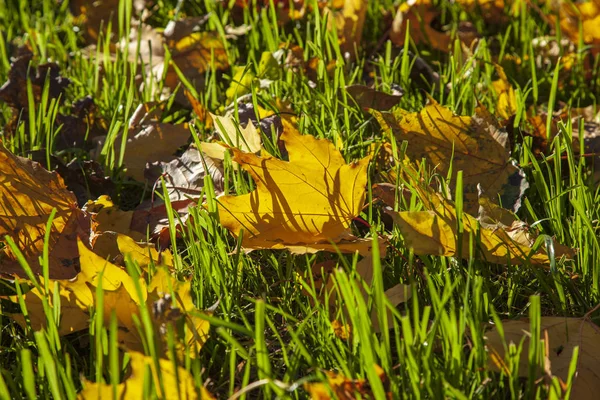 Automne doré, beau paysage d'automne, feuilles jaunes dans le — Photo