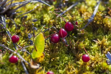 Kuzey berry, Kızılcık, tilki (Lingonberry), makro.