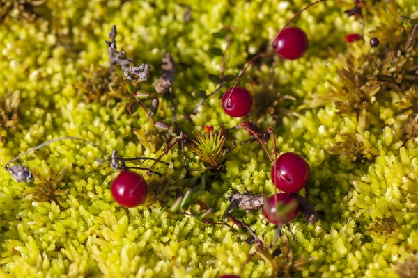 Amora do norte, Cranberry, foxberry (Lingonberry), macro . — Fotografia de Stock